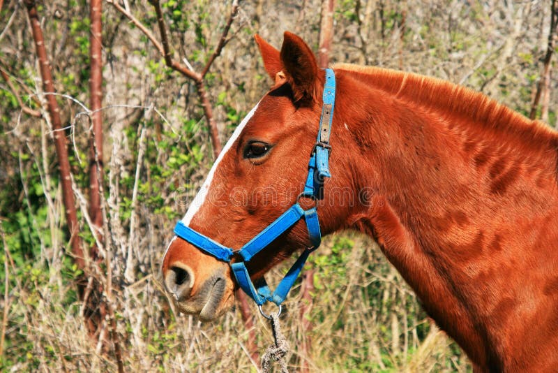 French Saddle Horse stock photo. Image of field, nature 15333182