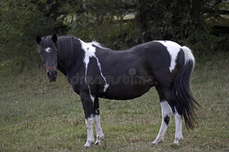 French Saddle Horse stock image. Image of nature, equestrian 6671867