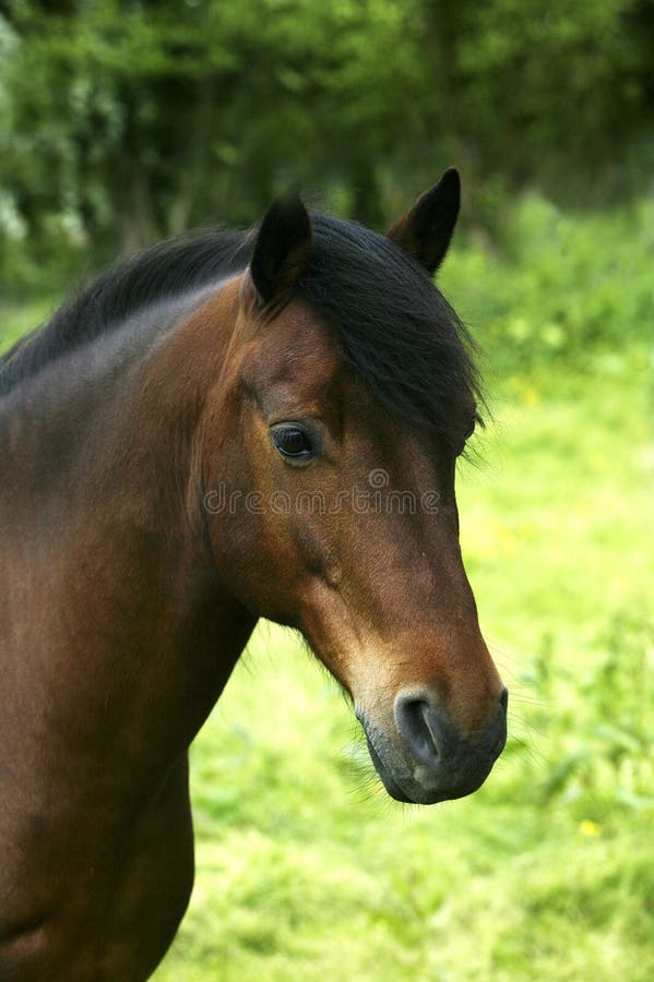 French Saddle Horse stock image. Image of nature, equestrian 6671867