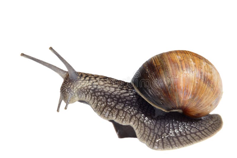 French snail royalty free stock image