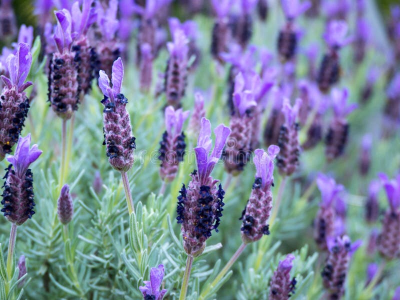 French or spanish or topped lavender royalty free stock photos French or spanish or topped lavender royalty free stock photos