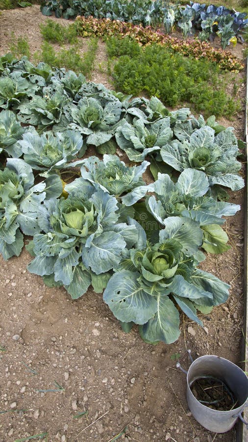 French vegetable garden stock image. Image of garden 42931125