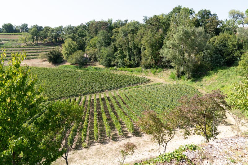 French Vineyard In St Emilion Bordeaux Grape Wine Farming Stock Photo Image of background