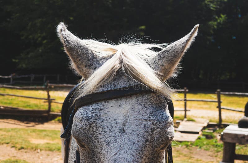 Retrato Da Frente Do Cavalo Ao Ar Livre Se Feche Imagem de Stock - Imagem  de frente, animal: 272403207