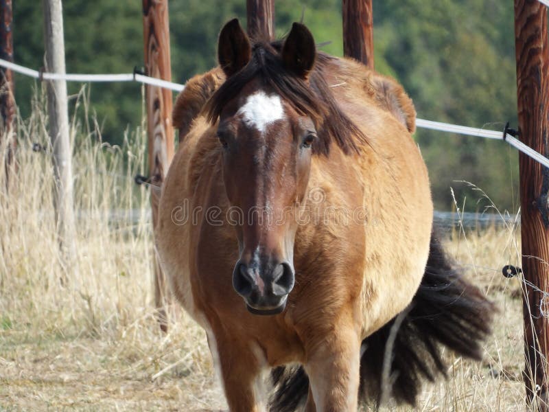 Cavalo à Frente De Uma árvore Foto de Stock - Imagem de marrom, cavalo:  179065984