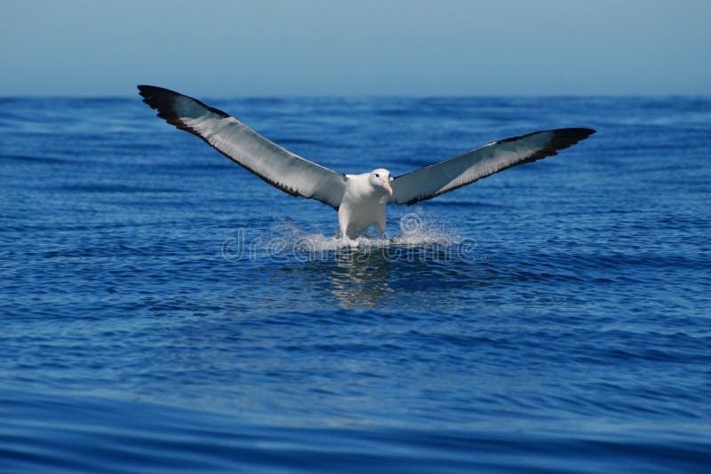 Frente del albatros del aterrizaje Frente del albatros del aterrizaje