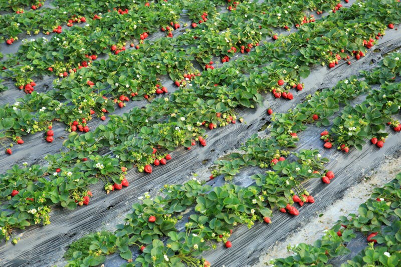 Fresa En Campo De La Agricultura Imagen de archivo Imagen de alimento