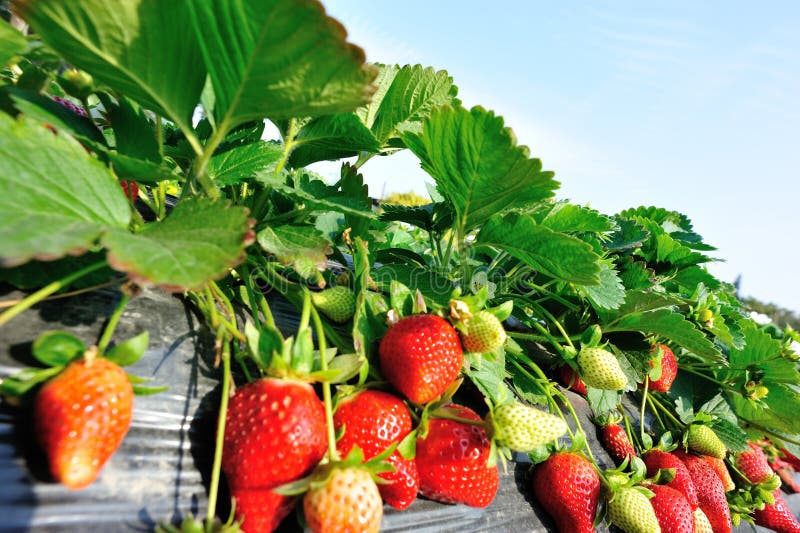 Fresa En Campo De La Agricultura Imagen de archivo Imagen de alimento
