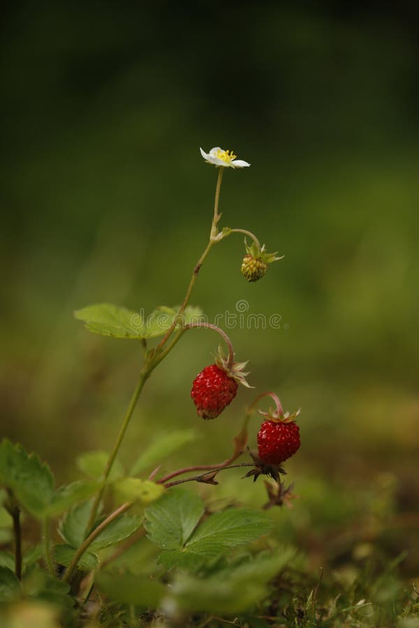Fresa salvaje, vesca de la Fragaria foto de archivo Fresa salvaje, vesca de la Fragaria foto de archivo
