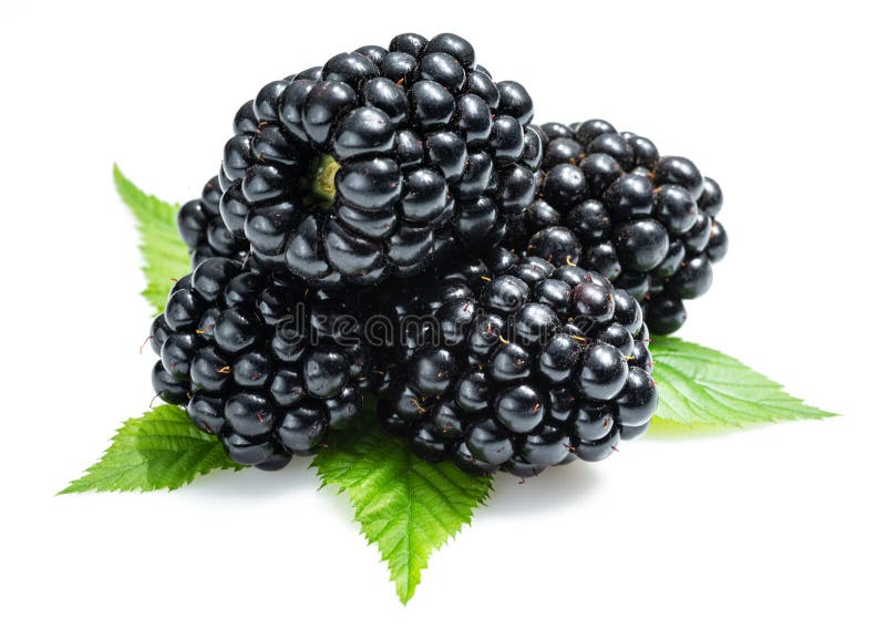Fresas con hojas de arándano aisladas en blanco. Moras negras con hojas de arándano aisladas en un fondo blanco.