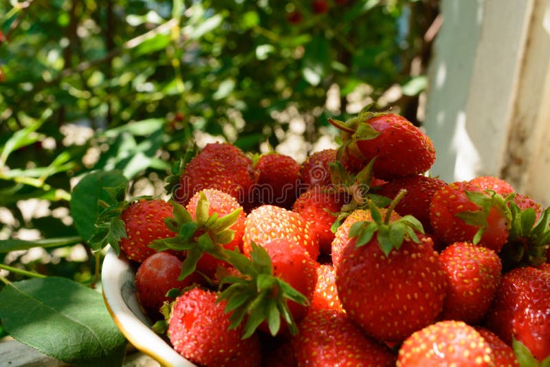 Fresas en el jardín imagen de archivo libre de regalías Fresas en el jardín imagen de archivo libre de regalías