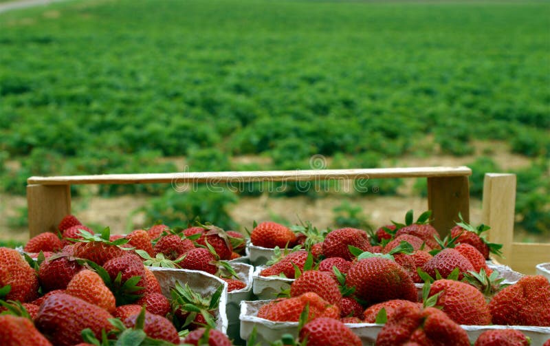 Fresh strawberries collected in baskets, with a strawberry field in the background. Fresh strawberries collected in baskets, with a strawberry field in the background.