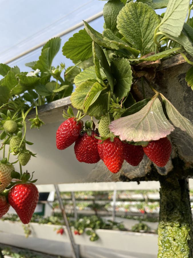 Fresas Frescas Orgánicas Maduras Cultivadas En Granja De Fresas En  Invernadero. Un Método Moderno De Crecimiento Vertical En La Ag Imagen de  archivo - Imagen de planta, postre: 210686701