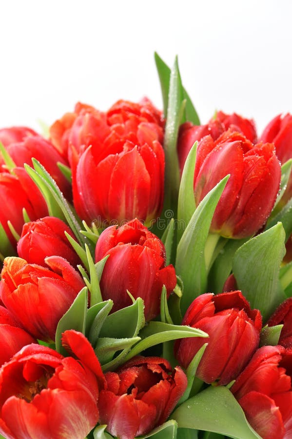Fresco vermelho das tulipas com gotas da água imagem de stock Fresco vermelho das tulipas com gotas da água imagem de stock