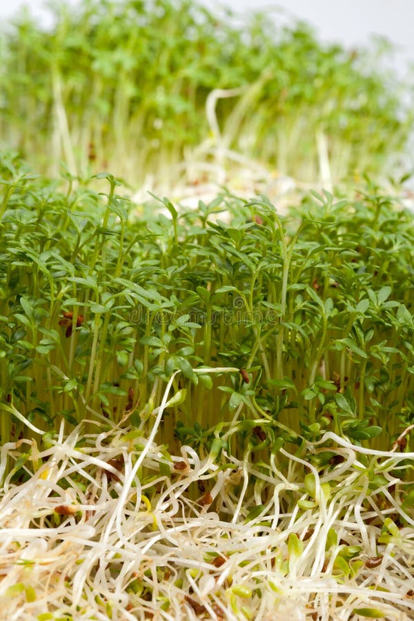 Alfalfa Sprouts and Spring Easter Egg Stock Image Image of nature