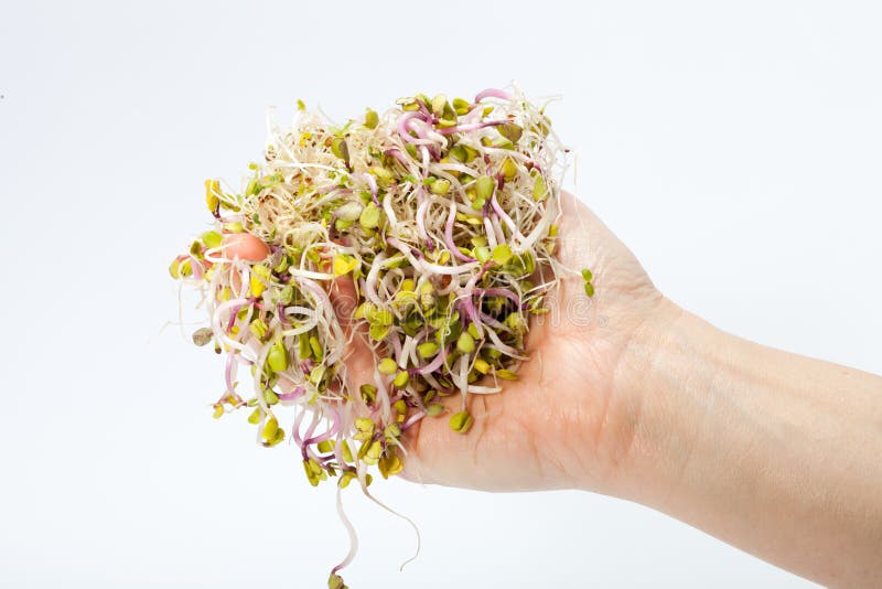 Fresh alfalfa sprouts stock photo. Image of kitchen, germinate 34514084
