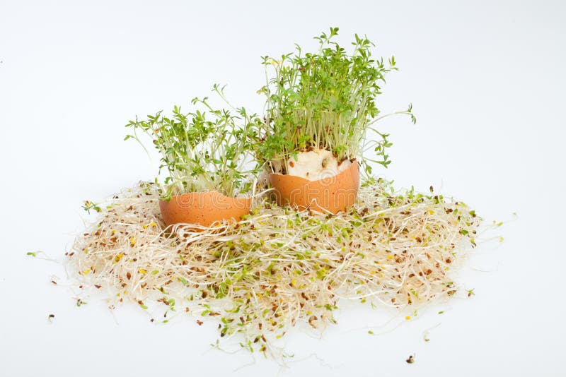 Fresh Alfalfa Sprouts stock photo. Image of cracked, cress 32443416