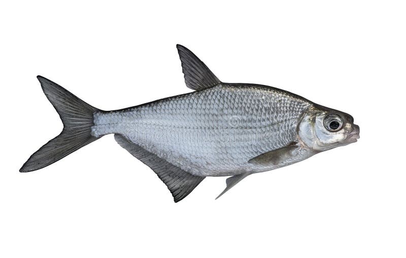 Fresh alive white-eye bream fish isolated on white background. Ballerus sapa.