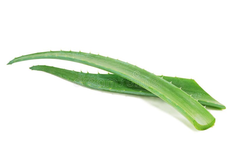 Fresh aloe leaf