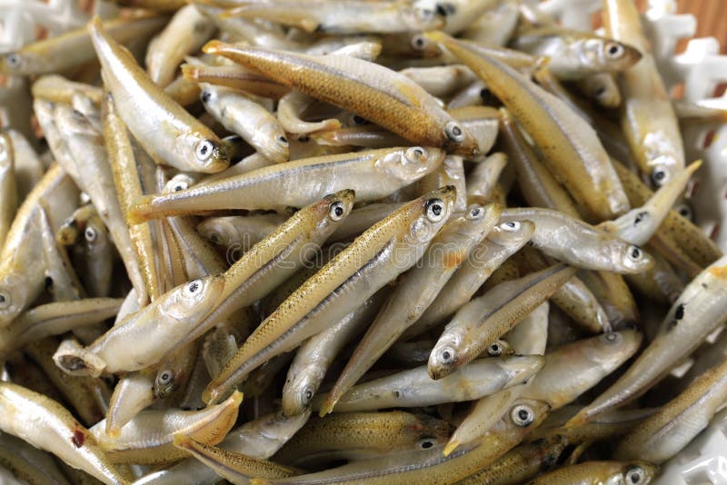 Fresh anchovies