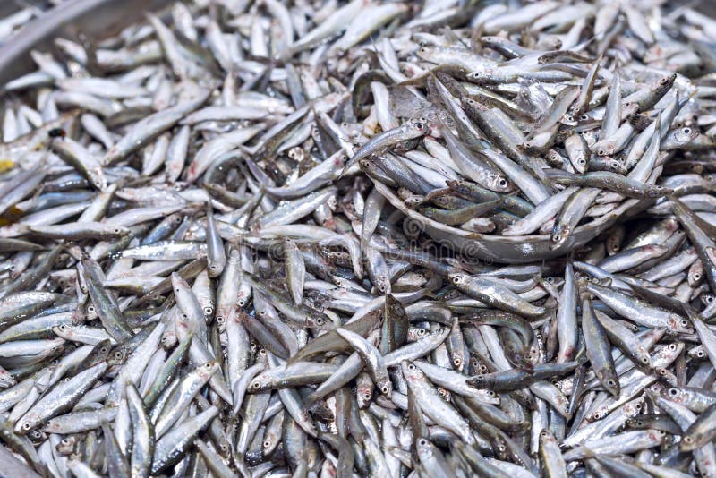 Fresh anchovies fish on ice exposition at the seafood market in royalty free stock photo Fresh anchovies fish on ice exposition at the seafood market in royalty free stock photo