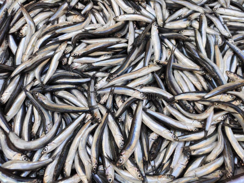 Fresh Anchovies at the Fish Market Stock Photo Image of anchovy, food
