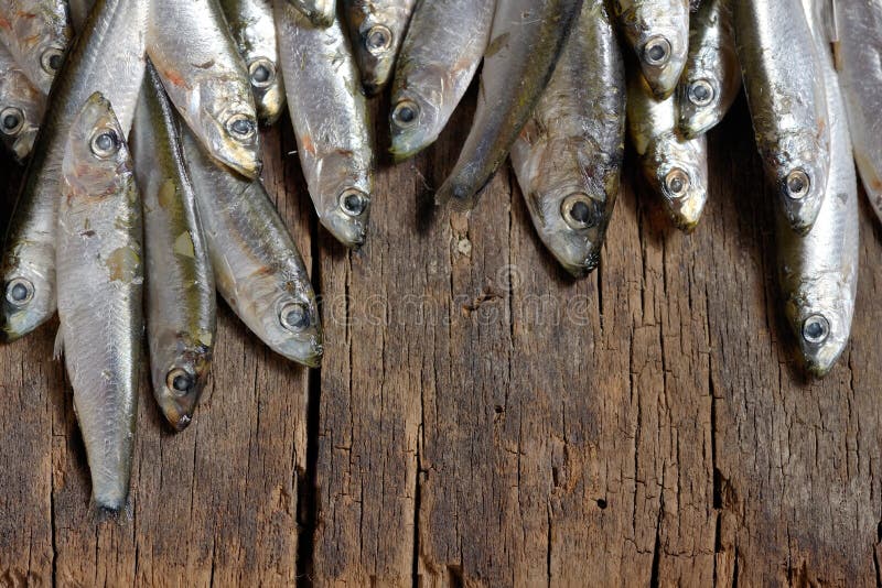 Fresh anchovies stock image. Image of portuguese, appetizer 53664437