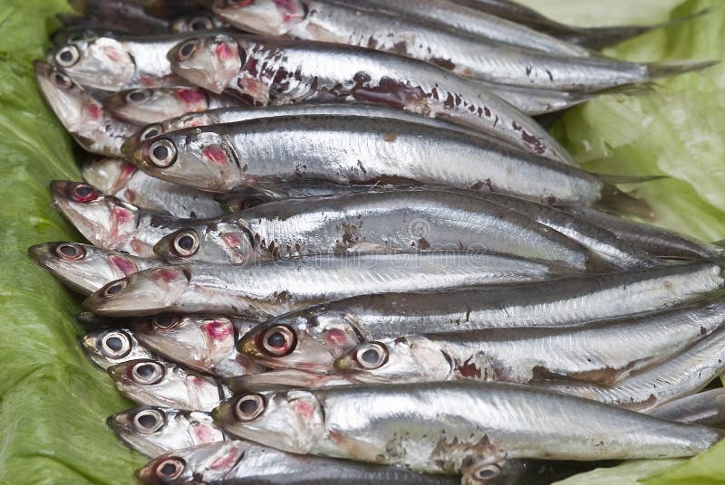 Fresh Anchovies in the Market. Stock Image Image of anchovies