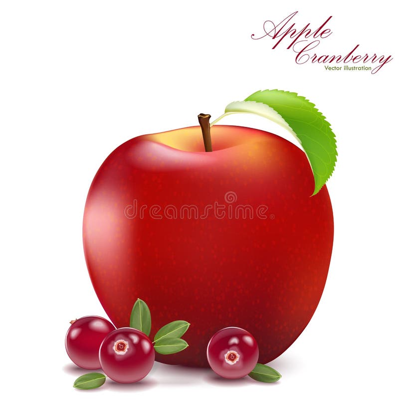 Fresh Apple and Cranberry Design Elements Isolated on White Back Stock Vector Illustration of