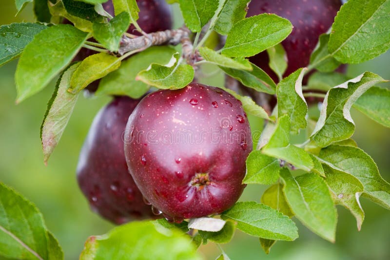 Fresh Apple still on Trees