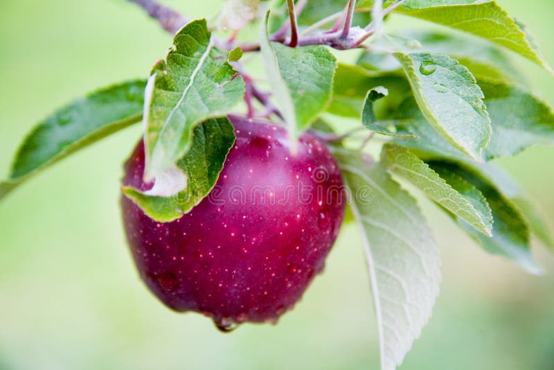 Fresh Apple still on Trees