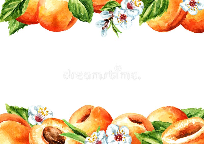 Fresh apricot horizontal template. Watercolor hand drawn illustration, isolated on white background royalty free stock photos Fresh apricot horizontal template. Watercolor hand drawn illustration, isolated on white background royalty free stock photos