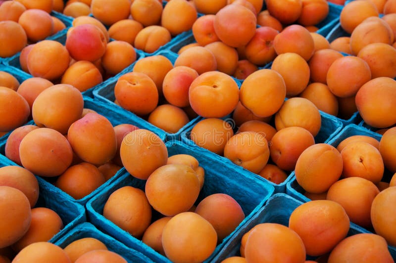 Fresh apricot slices stock photo. Image of ripe, apricot 20255512