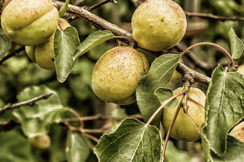 Fresh Apricots for Sale on Farmer& X27;s Market. Agriculture Background