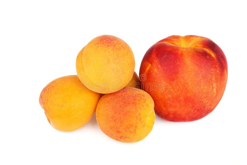 Apricots and nectarine stock photo. Image of isolated 10462758