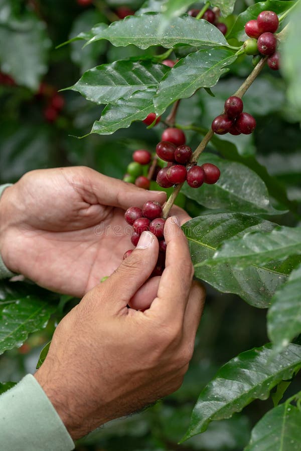 Fresh Arabica Coffee beans ripening on tree in North of thailand