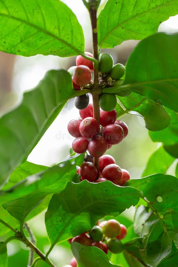 Fresh Arabica Coffee beans ripening on tree in North of thailand