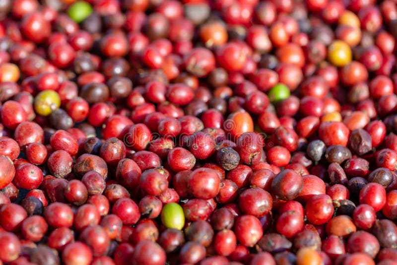 Fresh Arabica Red Coffee Beans Berries and Drying Process Stock Photo