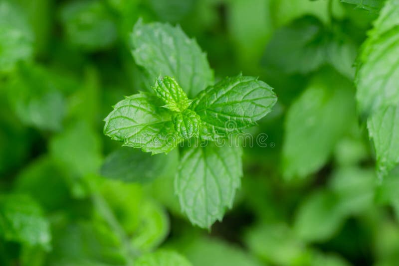 Fresh Aromatic Spearmint Herb In Garden