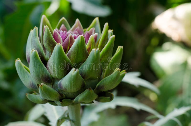 Fresh artichoke in garden. Healthy diet food ingredient.