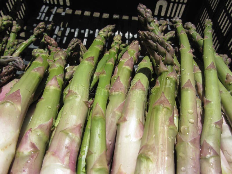 Fresh Asparagus Hand Picked from the Garden in a Tuscan Farm Stock
