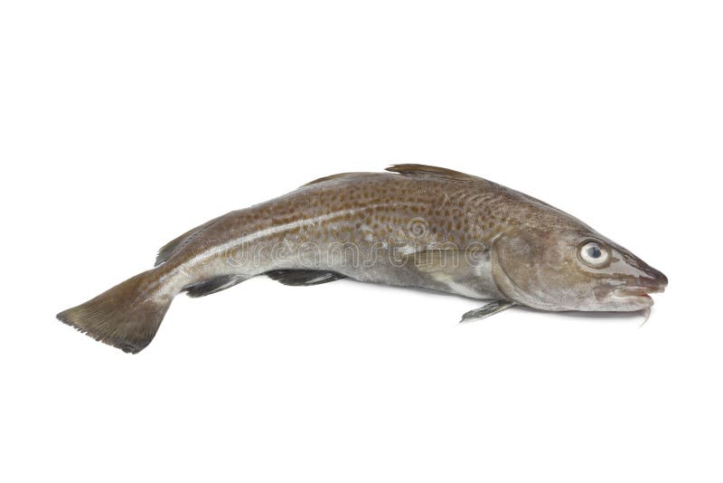 atlantic cod atlantic cod