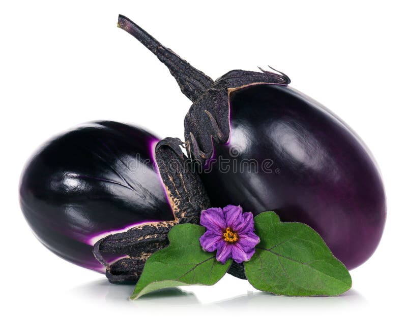 Fresh aubergine stock photo. Image of branch, nature 49980914