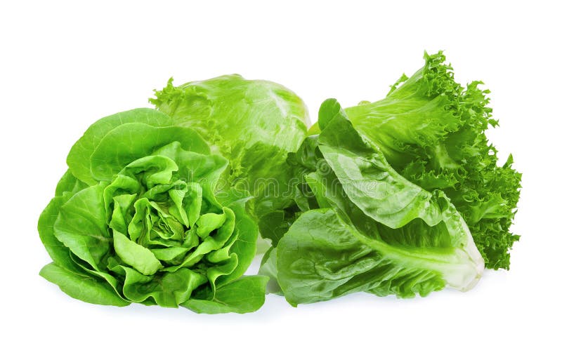 Green Butter Lettuce Vegetable or Salad Isolated on White Stock Photo ...