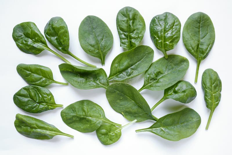 Fresh baby spinach leaves stock image. Image of background - 96359345