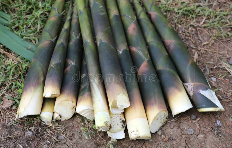 Fresh Whole Bamboo Shoots On White Stock Photo Image of materials