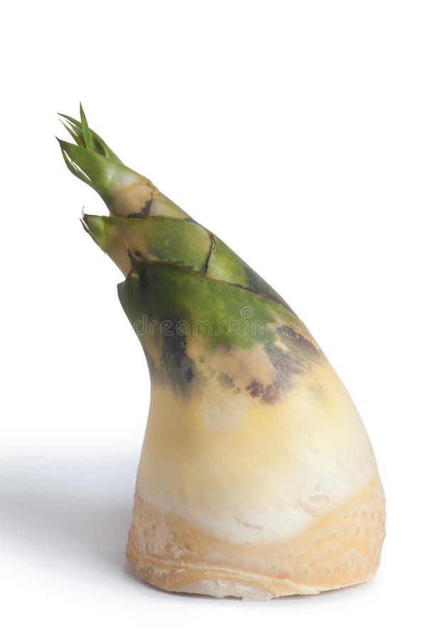 Bamboo shoot stock photo. Image of japan, japanese, shoot 19597410