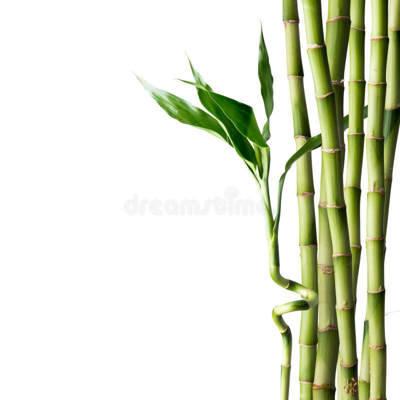 Bamboo on white background stock photo. Image of japanese 26050080