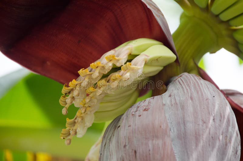 The Fresh Banana Blossom on Banana Tree Stock Photo Image of edible