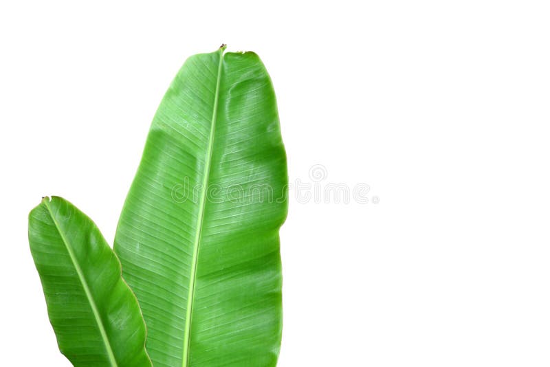 Fresh Green Banana Leaf stock image. Image of bright 17110419